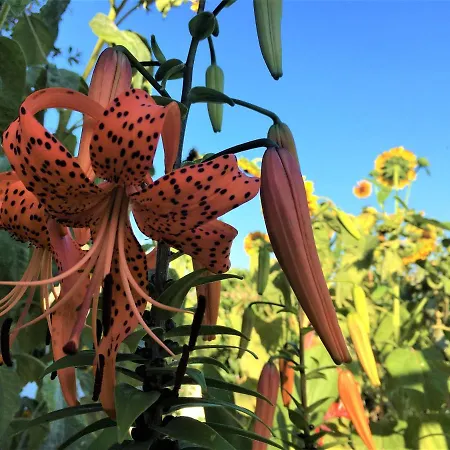 Апартаменты Monica